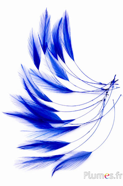 Haan - 10-15 cm - blauw